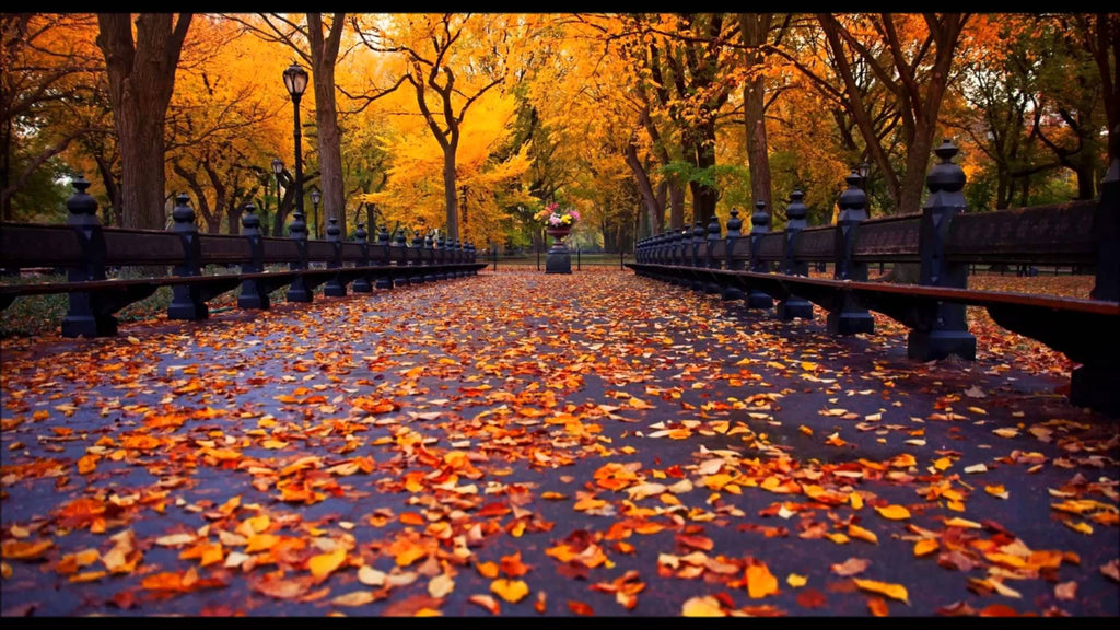 Our Top Autumn Scents.